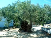 103  thousand year old olive tree.JPG